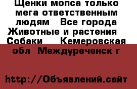 Щенки мопса только мега-ответственным людям - Все города Животные и растения » Собаки   . Кемеровская обл.,Междуреченск г.